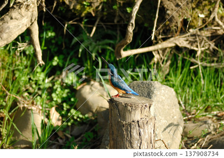 Kingfisher, Jade Kingfisher, Higashimurayama City Kitayama Park, Higashimurayama Purification Center Park Kingfisher, Jade Kingfisher, Higashimurayama City Kitayama Park, Higashimurayama Purification Center Park 137908734