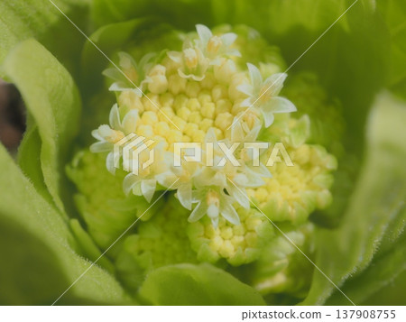 Butterbur flower (afli20260305131846) Butterbur flower (afli20260305131846) 137908755