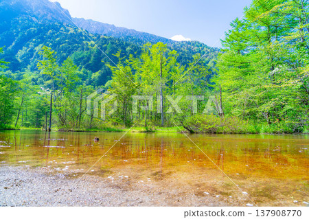 【壯麗景色】初夏的上高地-綠意盎然的田代池【長野縣】 【壯麗景色】初夏的上高地-綠意盎然的田代池【長野縣】 137908770