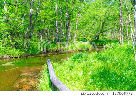 [Spectacular Scenery] Kamikochi in early summer - Tashiro Pond surrounded by fresh greenery [Nagano Prefecture] 137908772