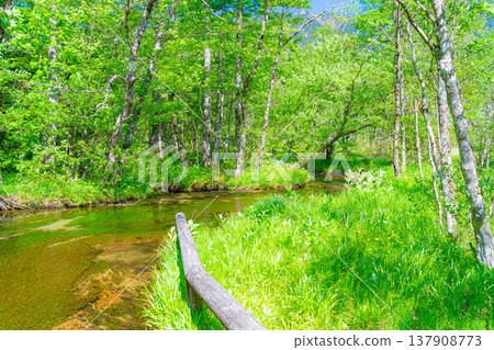 [Spectacular Scenery] Kamikochi in early summer - Tashiro Pond surrounded by fresh greenery [Nagano Prefecture] 137908773