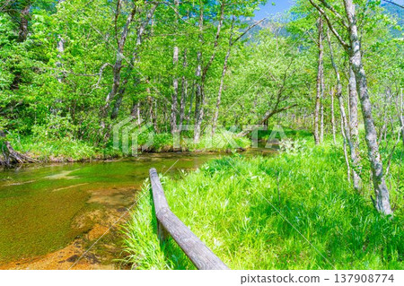 [Spectacular Scenery] Kamikochi in early summer - Tashiro Pond surrounded by fresh greenery [Nagano Prefecture] 137908774