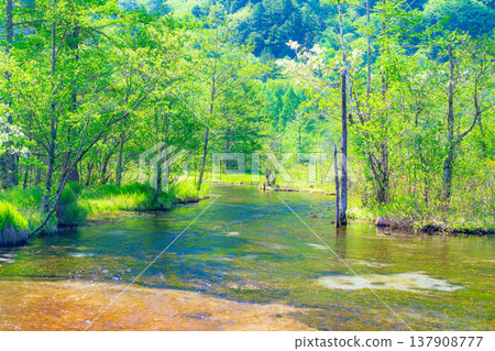 【壯麗景色】初夏的上高地-綠意盎然的田代池【長野縣】 【壯麗景色】初夏的上高地-綠意盎然的田代池【長野縣】 137908777
