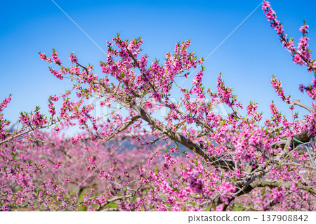 【花素材】春天桃園裡盛開的桃花【長野縣】 【花素材】春天桃園裡盛開的桃花【長野縣】 137908842