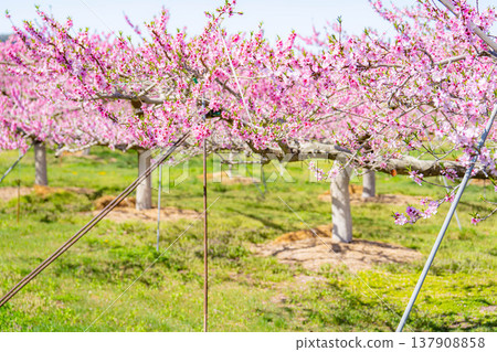 【花素材】春天桃園裡盛開的桃花【長野縣】 【花素材】春天桃園裡盛開的桃花【長野縣】 137908858
