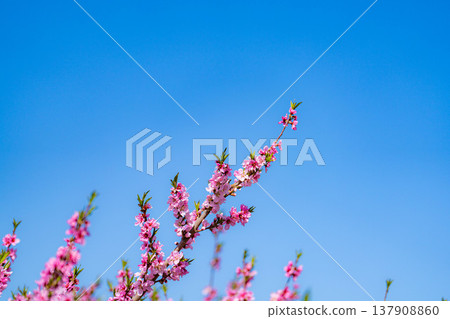 【花素材】春天桃園裡盛開的桃花【長野縣】 【花素材】春天桃園裡盛開的桃花【長野縣】 137908860