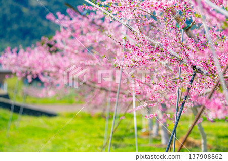 【花素材】春天桃園裡盛開的桃花【長野縣】 【花素材】春天桃園裡盛開的桃花【長野縣】 137908862