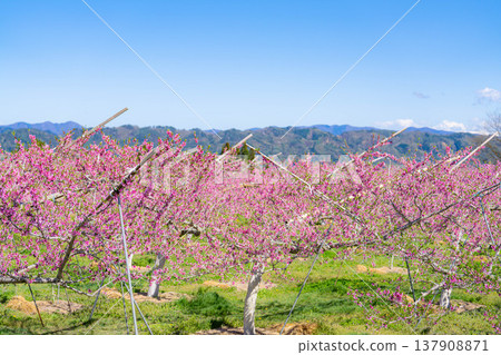 [Flower Material] Peach blossoms blooming in a peach orchard in spring [Nagano Prefecture] 137908871