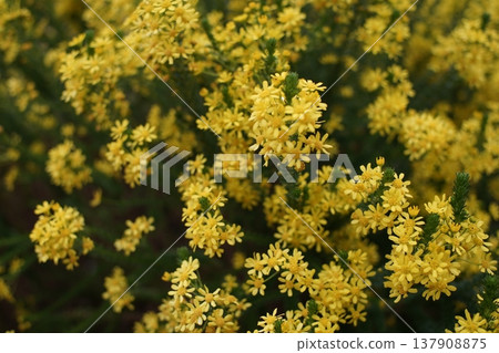 黃花 黃花 137908875