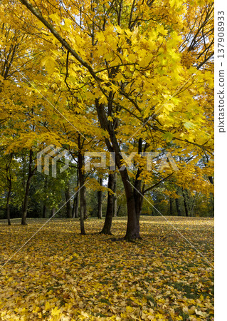 cloudy windy weather in the park in the autumn season, deciduous trees with yellow foliage due to strong wind and leaf fall in cloudy weather without sunlight 137908933