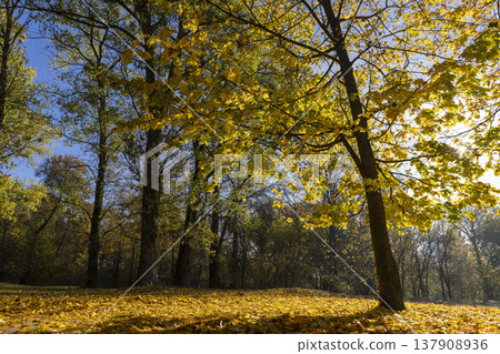 the grass on the ground is covered with yellow and orange foliage in a park with maples, tall old maples with yellow foliage during leaf fall in the sunny autumn season 137908936