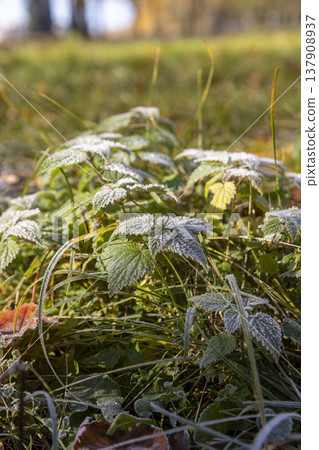 the green grass and trees are covered with white frost after the first night frosts in the autumn season, dawn in the park and the grass is covered with frost, on some plants the frost has begun to 137908937