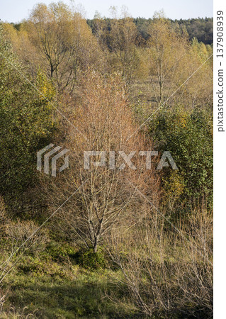 autumn landscape with deciduous trees with orange foliage during leaf fall at sunset, autumn beautiful landscape with different types of trees during sunset, calm weather without wind 137908939