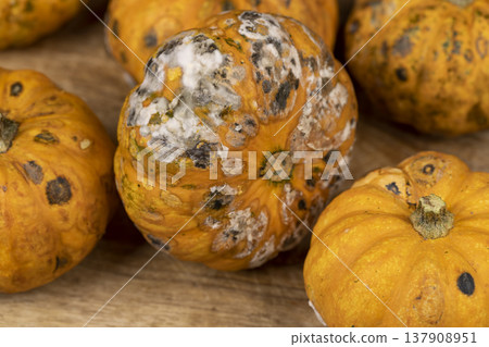 small yellow pumpkins completely covered with harmful dangerous mold, spoiled pumpkins that have begun to rot and covered with mold 137908951