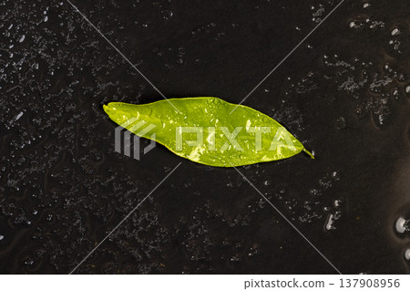 wet uneven and embossed black slate for serving and green mandarin leaf covered with lots of water drops mandarin leaf and kitchen board made of black embossed slate wet uneven and embossed black slate for serving and green mandarin leaf covered with lots of water drops mandarin leaf and kitchen board made of black embossed slate 137908956