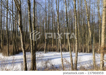 a swamp covered with snow and ice in winter, a large number of trees growing in a swam , blue sky and sunny weather at sunset 137908959