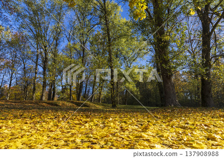 the grass on the ground is completely covered with yellow and orange foliage in a park , tall old maples with yellow foliage during leaf fall in the sunny autumn season the grass on the ground is completely covered with yellow and orange foliage in a park , tall old maples with yellow foliage during leaf fall in the sunny autumn season 137908988