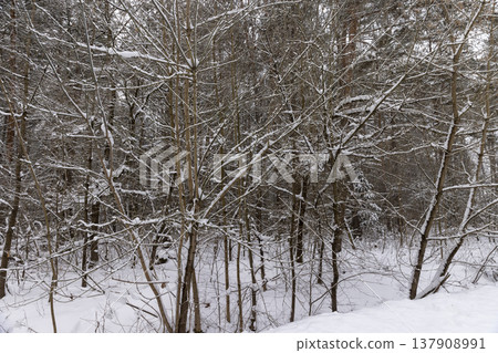 mixed forest covered with snow after snowfalls in the winter season, bare deciduous trees in the forest in the winter cold in cloudy weather mixed forest covered with snow after snowfalls in the winter season, bare deciduous trees in the forest in the winter cold in cloudy weather 137908991