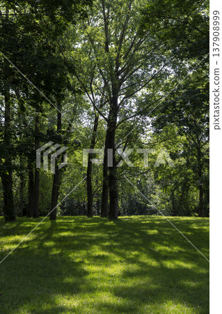 fresh grass in the park in the spring season with deciduous trees with green foliage, sunny warm spring weather in the park with different types of trees, shade from bright sunlight fresh grass in the park in the spring season with deciduous trees with green foliage, sunny warm spring weather in the park with different types of trees, shade from bright sunlight 137908999
