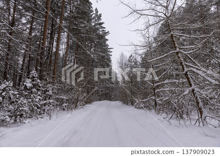 a narrow road for cars in the forest in winter, narrow track from cars in the forest in winter, trees without foliage grow around a narrow road for cars in the forest in winter, narrow track from cars in the forest in winter, trees without foliage grow around 137909023