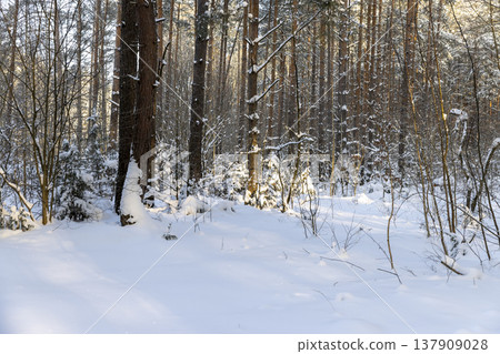 pines covered with snow and large white snowdrifts in nature , white bright and crisp snow in a coniferous forest with tall old pine trees 137909028