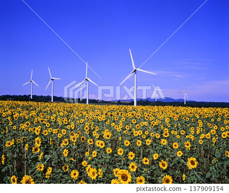 布引高原上的向日葵與風車 137909154