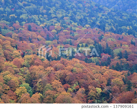 Kinupyu的秋葉 137909161