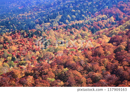 Kinupyu的秋葉 Kinupyu的秋葉 137909163