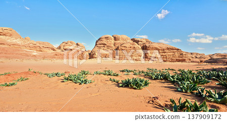 Rock cliff formations in Wadi Rum desert, bright sun shines on red dust and rocks, Sea squill plants (Drimia maritima) in foreground, blue sky above 137909172