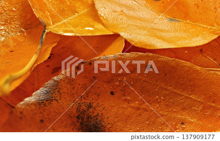 Bright wet orange autumn leaves, closeup detail from above Bright wet orange autumn leaves, closeup detail from above 137909177