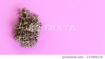 Detail of lichen (Cladonia rangiferina) structure on pink board. Abstract organic background, space for text on right side. 137909178