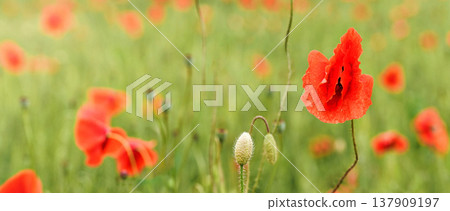 Bright red wild poppy flowers growing in green field, petals wet from rain Bright red wild poppy flowers growing in green field, petals wet from rain 137909197