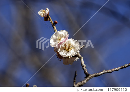The beautifully named plum tree, the Oushuku Shidare, blooms against a blue sky. The beautifully named plum tree, the Oushuku Shidare, blooms against a blue sky. 137909330