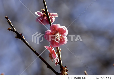 一種淡紅色李子,香味濃鬱(原產於中國) 一種淡紅色李子,香味濃鬱(原產於中國) 137909335