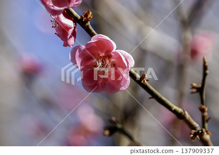 一種淡紅色李子,香味濃鬱(原產於中國) 一種淡紅色李子,香味濃鬱(原產於中國) 137909337