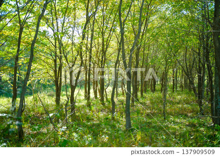 Green forest 137909509