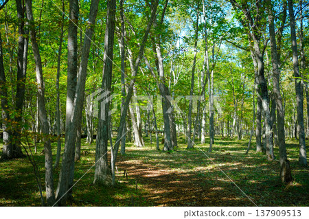 綠色森林 綠色森林 137909513