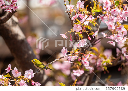 A Japanese white-eye eating among cherry blossoms in full bloom 137909589