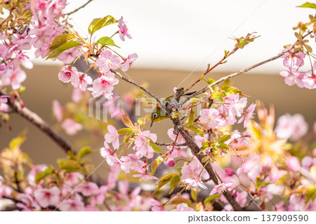 A Japanese white-eye eating among cherry blossoms in full bloom 137909590