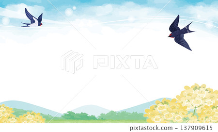 油菜花和燕子的向量插圖，為鄉村的春天景色增添了色彩。 137909615