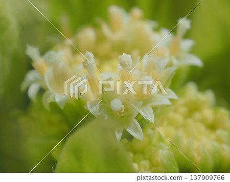 A side view of a butterbur flower (afli20260305132235) A side view of a butterbur flower (afli20260305132235) 137909766