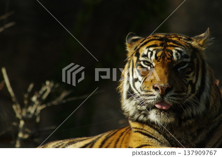 Tiger face up Tiger face up 137909767