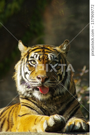 Staring tiger Staring tiger 137909772