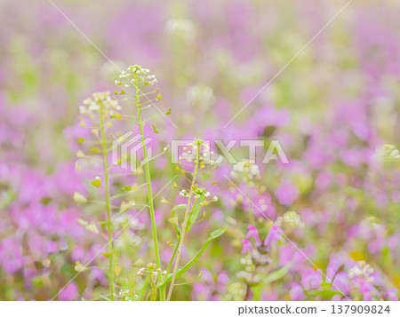 A lovely flower A lovely flower 137909824