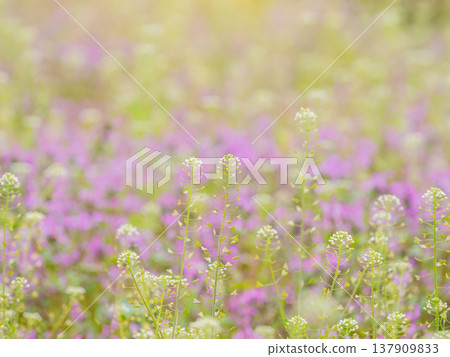 Shepherd's purse growing in clusters with Lamium amplexicaule in the background. Shepherd's purse growing in clusters with Lamium amplexicaule in the background. 137909833