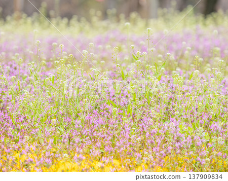 Shepherd's purse and henbit spread across the landscape. Shepherd's purse and henbit spread across the landscape. 137909834