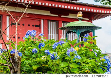 千葉，本道寺：雨後的繡球花 137909845