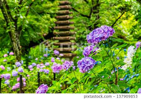 Chiba, Hondoji Temple: Hydrangeas after the rain Chiba, Hondoji Temple: Hydrangeas after the rain 137909853