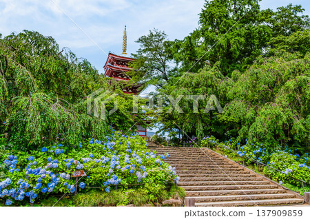 千葉,本道寺:雨後的繡球花 千葉,本道寺:雨後的繡球花 137909859