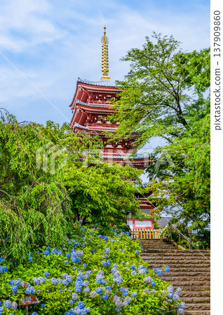 千葉,本道寺:雨後的繡球花 千葉,本道寺:雨後的繡球花 137909860